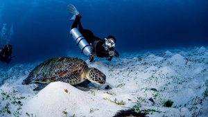 Dance with the turtle