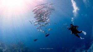 School of Fish